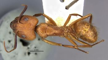 Media type: image;   Entomology 22946 Aspect: habitus dorsal view
